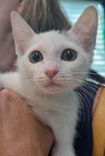 pet