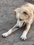 pet