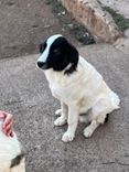 pet