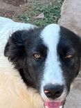 pet