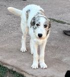 pet