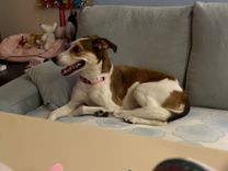 pet