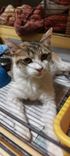 pet