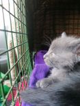 pet