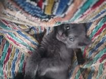pet