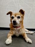 pet