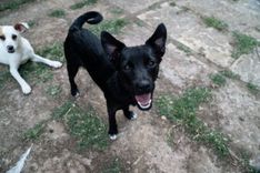 pet