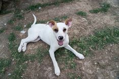 pet