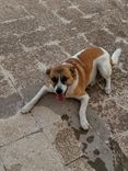 Bettino