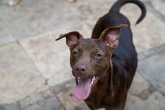 pet