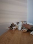 pet