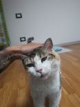 pet