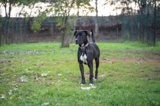 Stella