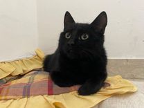 pet