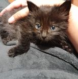 pet