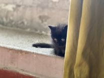 pet