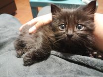 pet