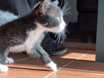 pet