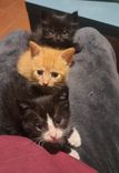 pet