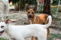 pet
