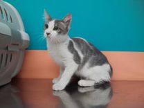 pet