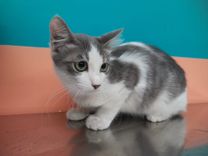 pet