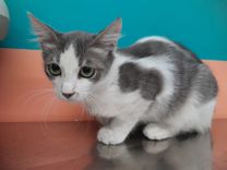 pet