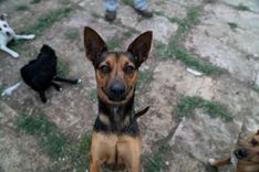 pet